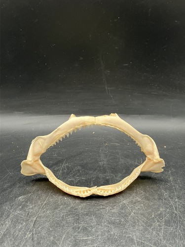 Mâchoire de requin - de,