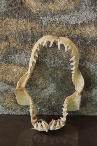 Machoire requin bouledogue - machoire,