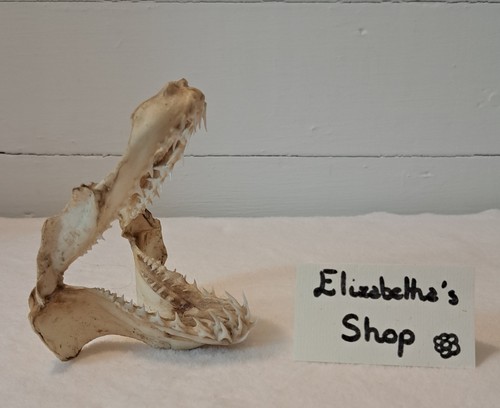 Véritable mâchoire requin - véritable,