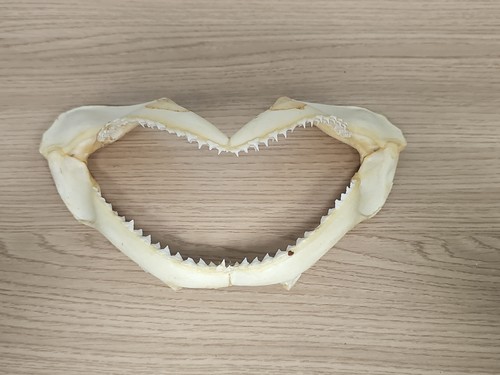 Ancienne mâchoire requin - mâchoire, de