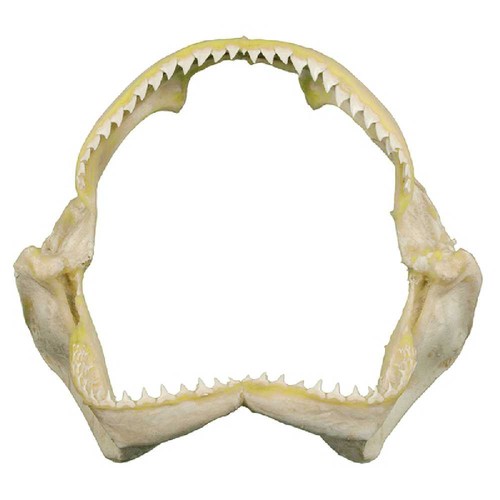Mâchoire requin récif - requin, de