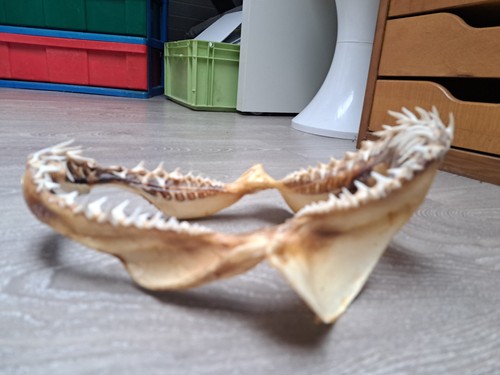 Mâchoire requin veritable - mâchoire,