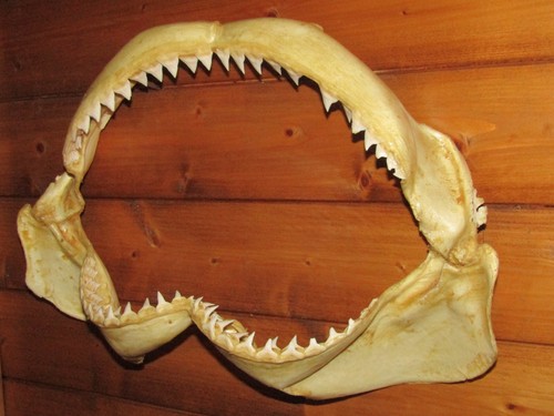 Grosse mâchoire requin - grosse, de