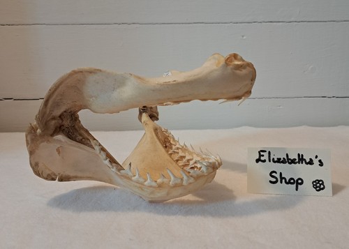 Véritable mâchoire requin - de,