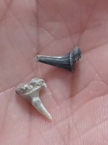 Odontaspis acutissima dent de - dent,