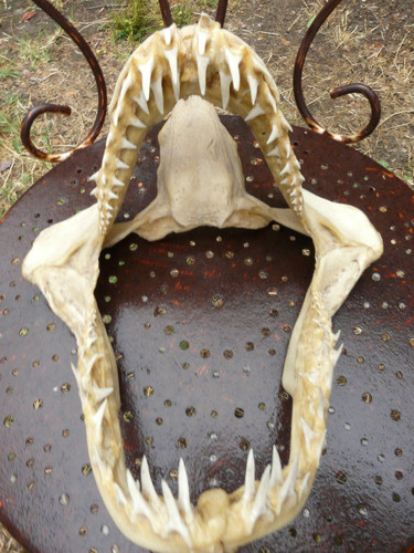 Mâchoire requin 25cm - mÂchoire, h